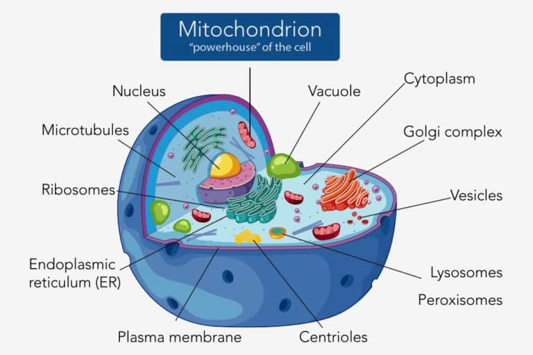 Mitochondrial Dysfunction in Autism: Testing & Treatments - The Autism ...