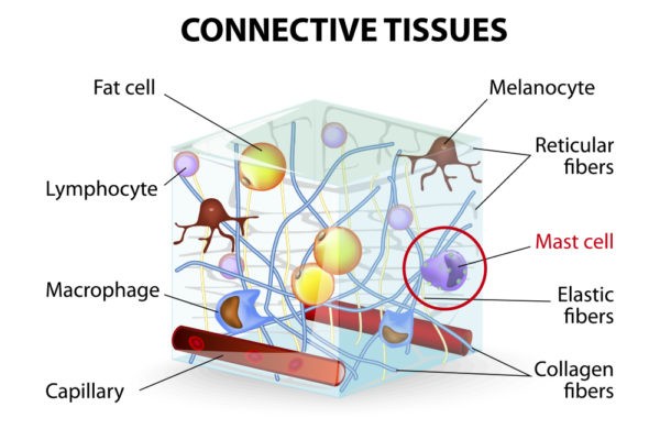 Mast Cells and Autism - The Autism Community in Action