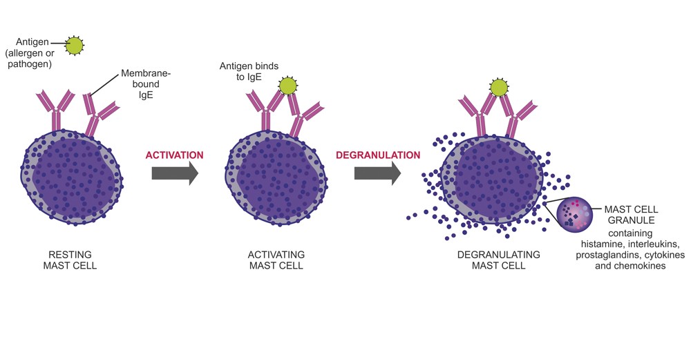Image showing an antigen binding to a resting mast cell resulting in the activation and degranulation of the mast cell. 