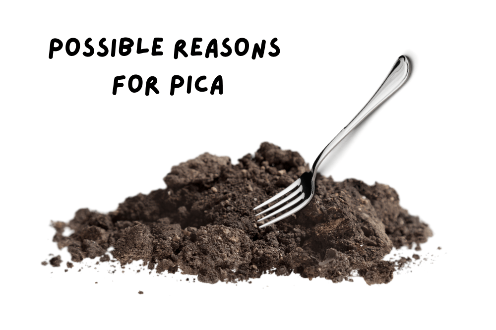 How to Deal with Pica Pica